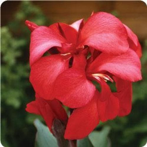 Canna Cannova Rose