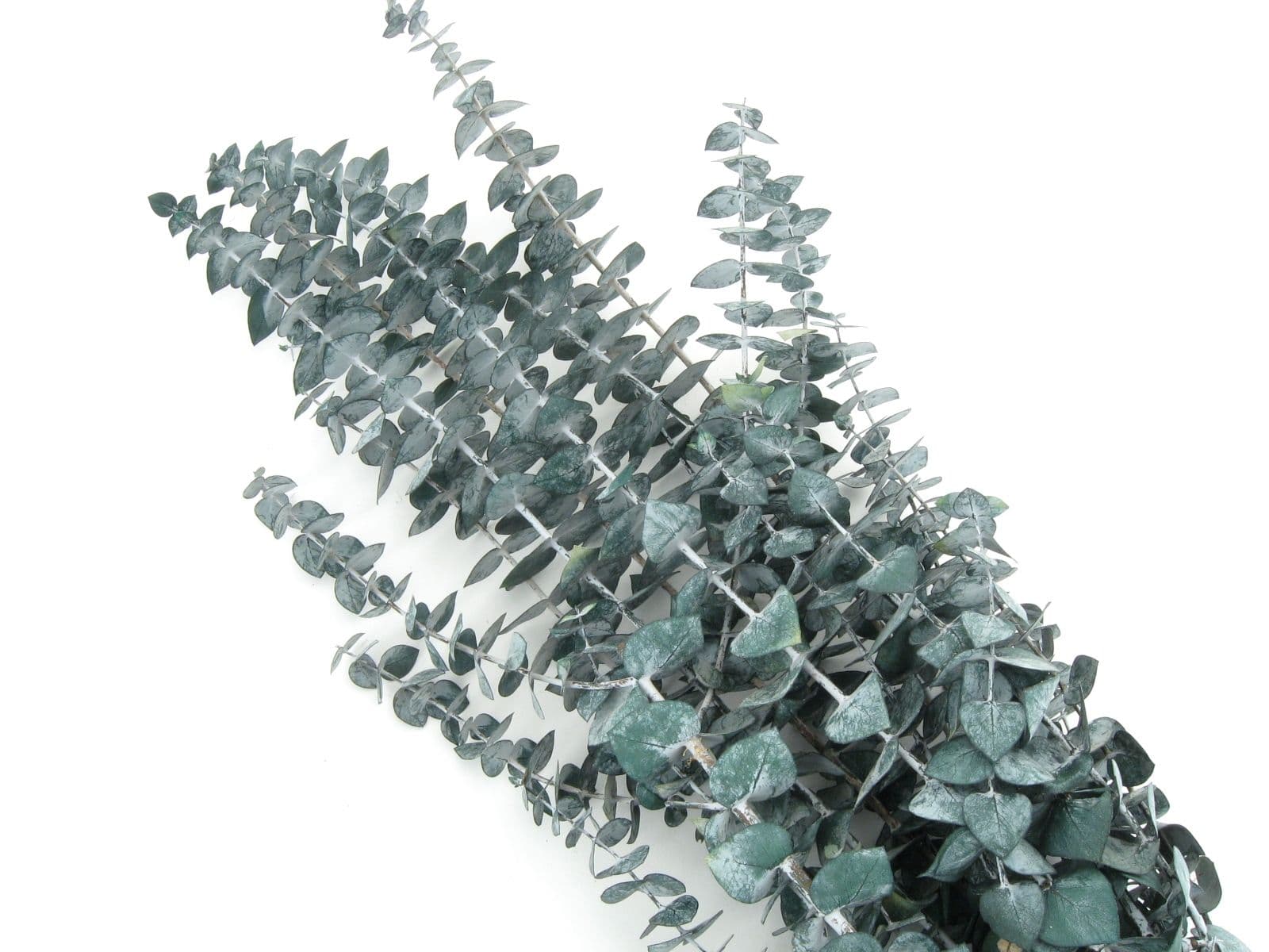 Eucalyptus Preserved Frost Green Bunch