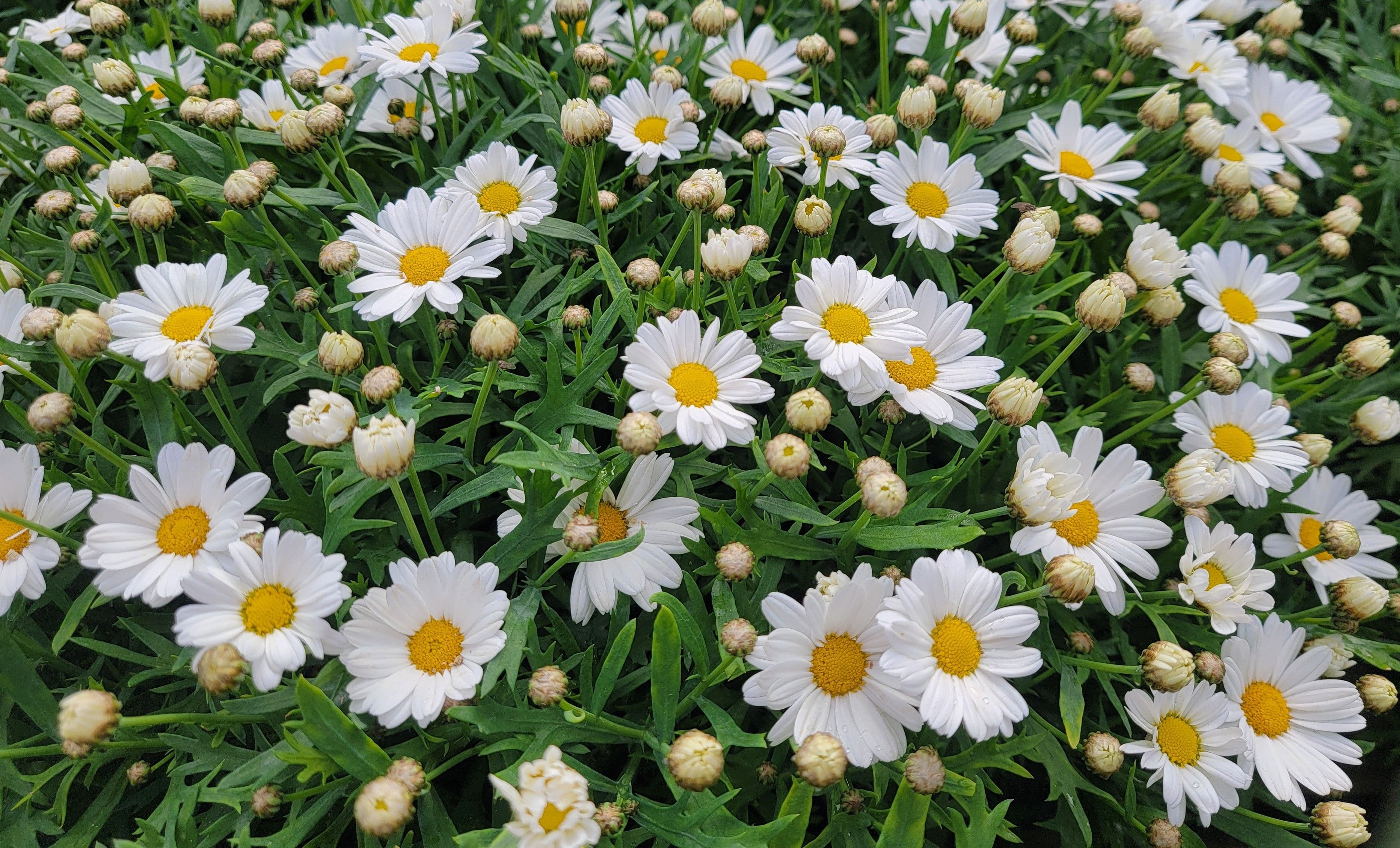 Argyranthemum Lollies White Chocolate