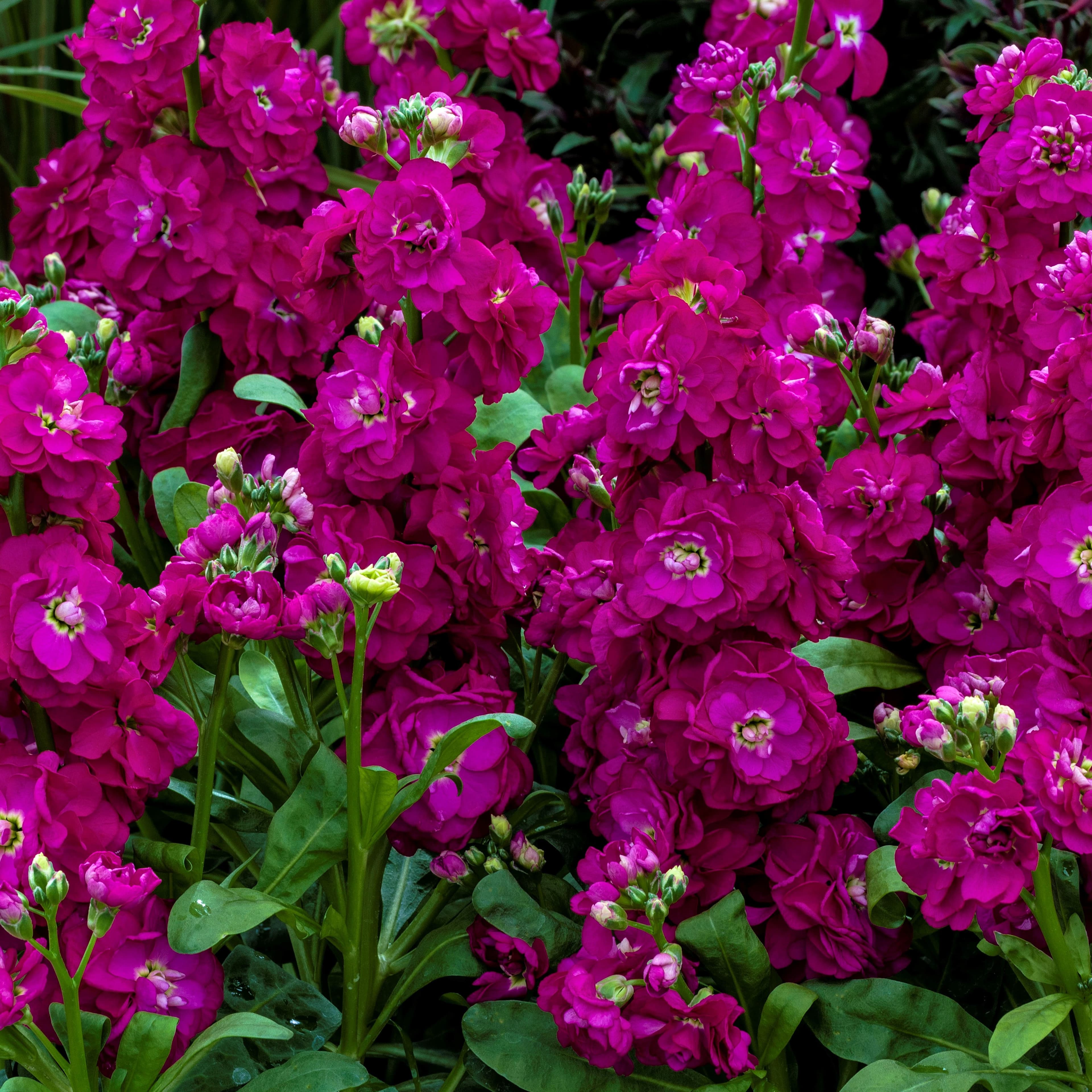 Stock Mime Rose