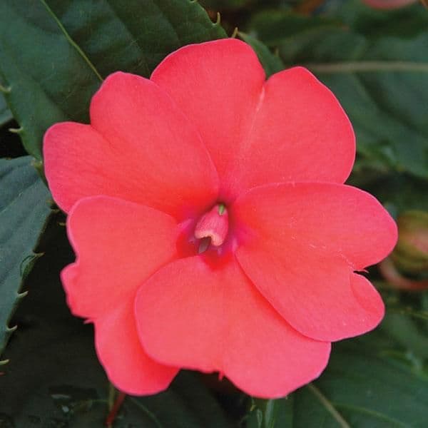 Impatiens Sun Comp Deep Rose