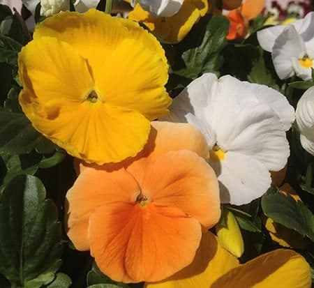 Pansy Delta Citrus Mix
