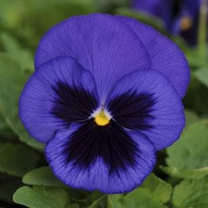 Pansy Spring Matrix Blue w/ Blotch