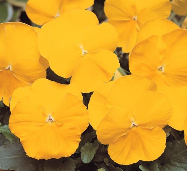 Pansy Spring Matrix Yellow