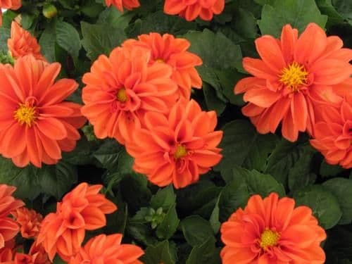 Dahlietta Rachel Orange