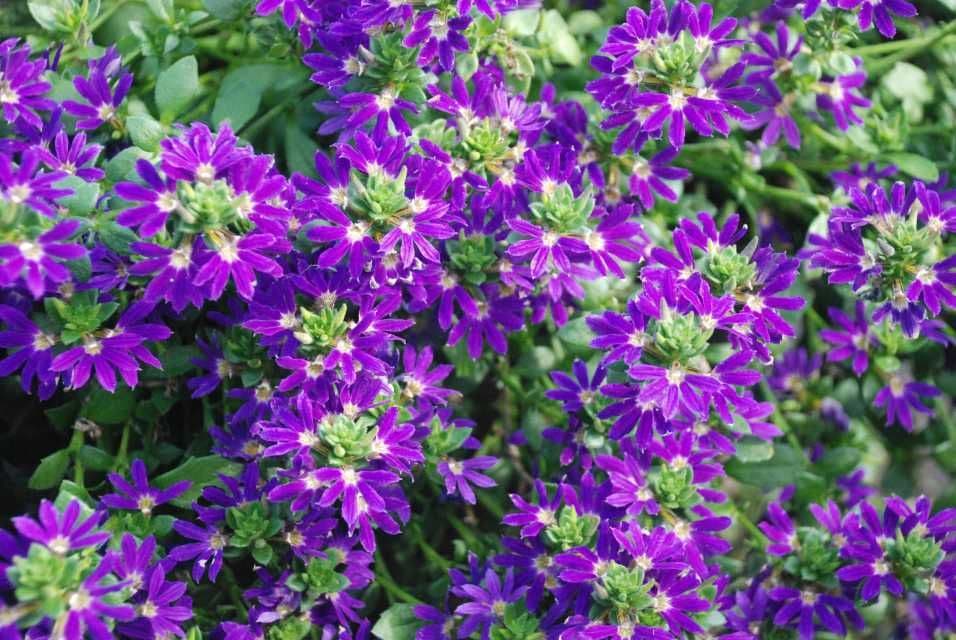 Scaevola Surdiva Blue/Violet