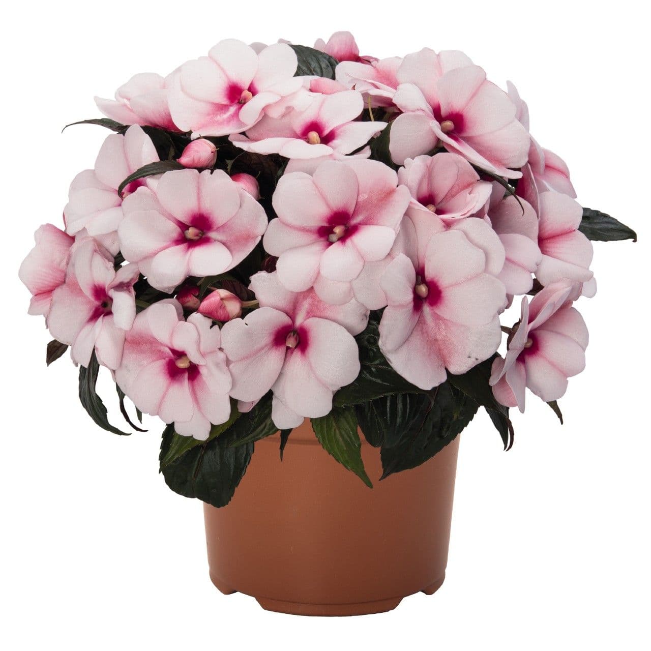 Impatiens NG Petticoat Cherry Blossom