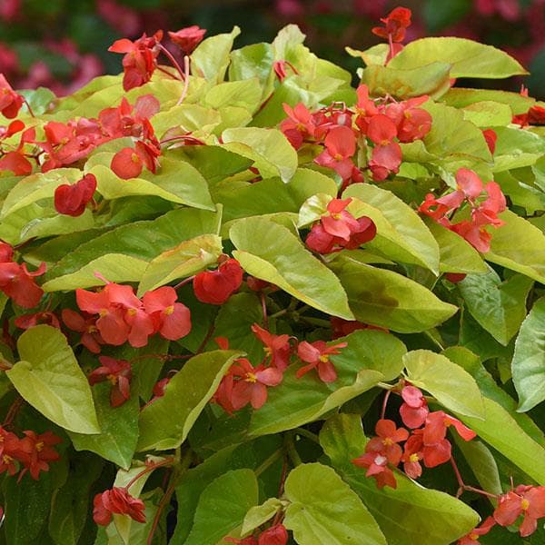 Begonia Canary Red