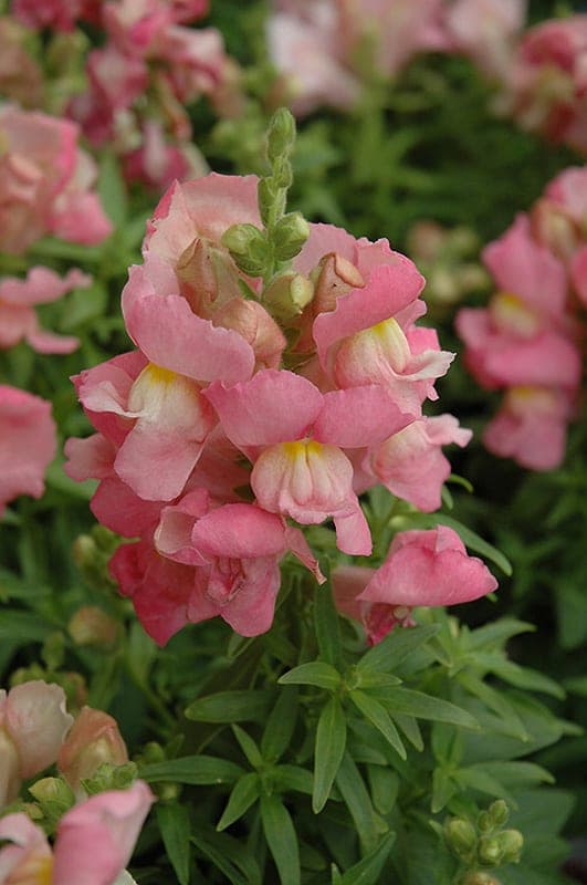 Snapdragon Snapshot Pink