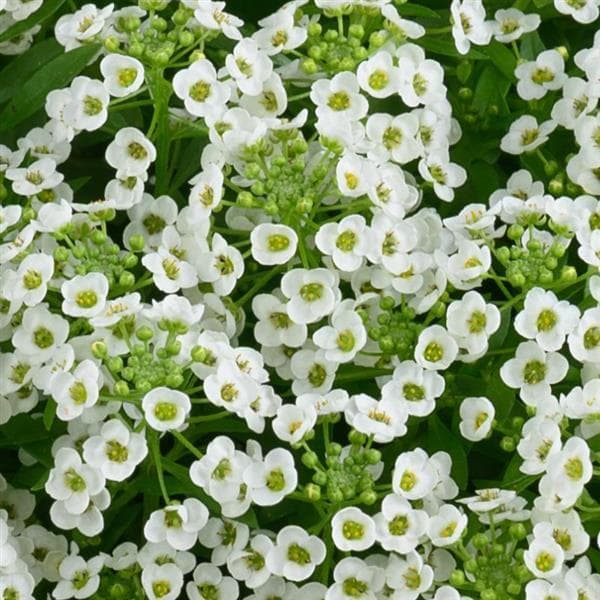 Lobularia Stream Compact White