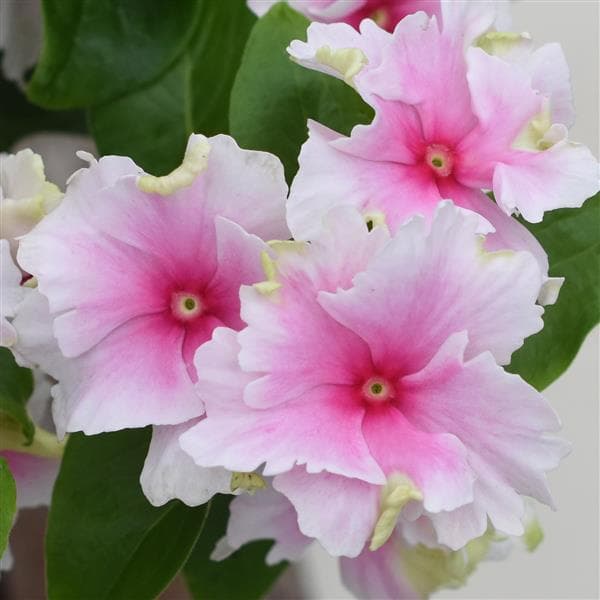 Vinca Soiree Flamenco Senorita Pink