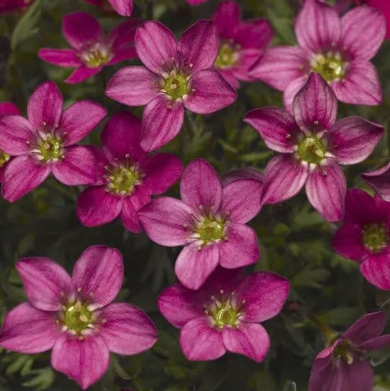 Saxifraga Alpino Early Carnival