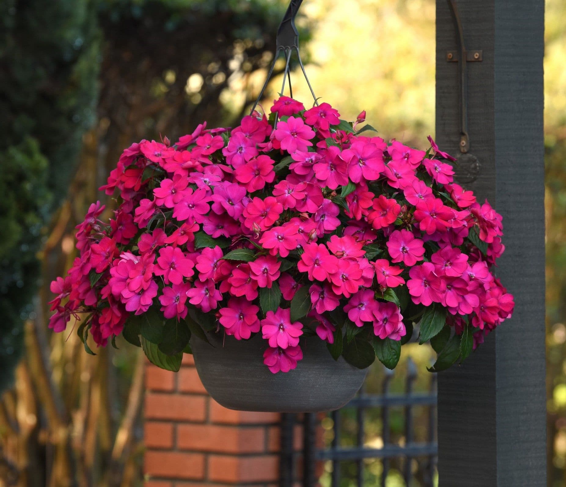 Impatiens Solarscape