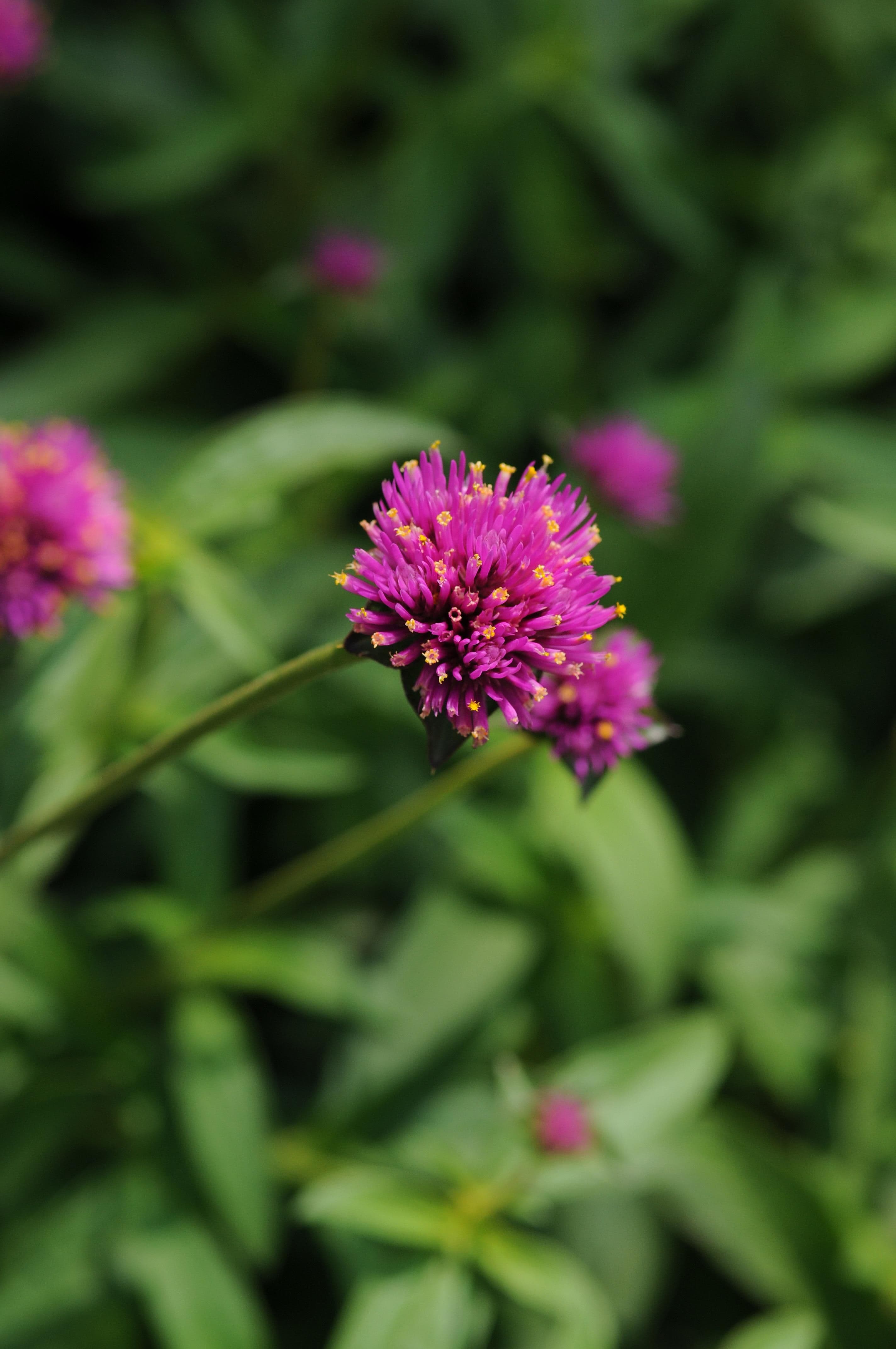 Gomphrena Fireworks