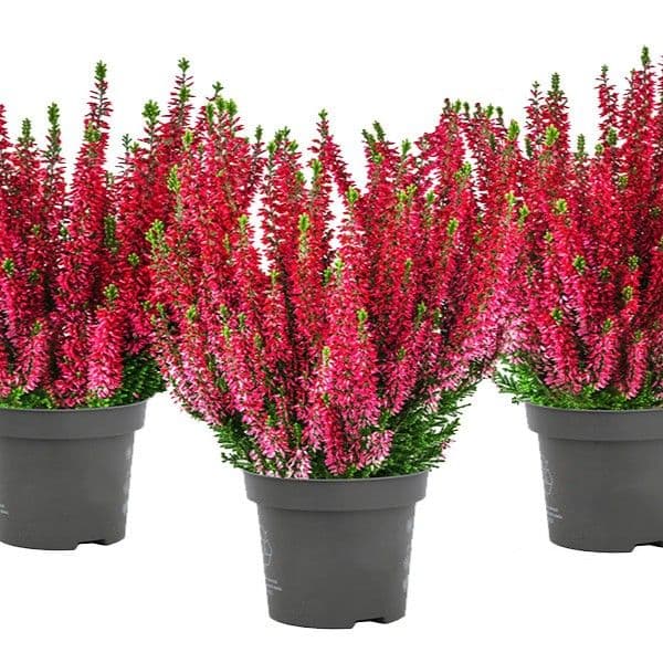 Calluna Red