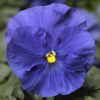 Pansy Delta True Blue