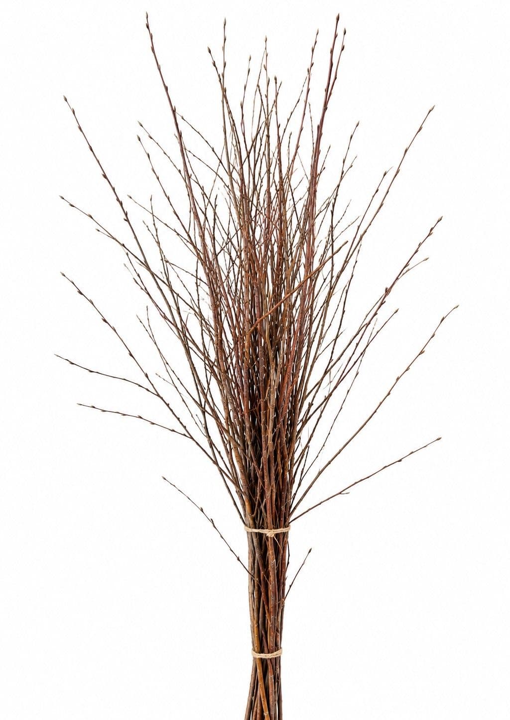Birch Large Natural 40"-48"