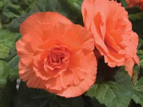 Begonia Non Stop Deep Salmon