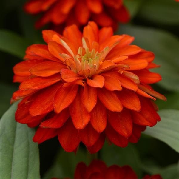 Zinnia Zahara Double Bright Orange
