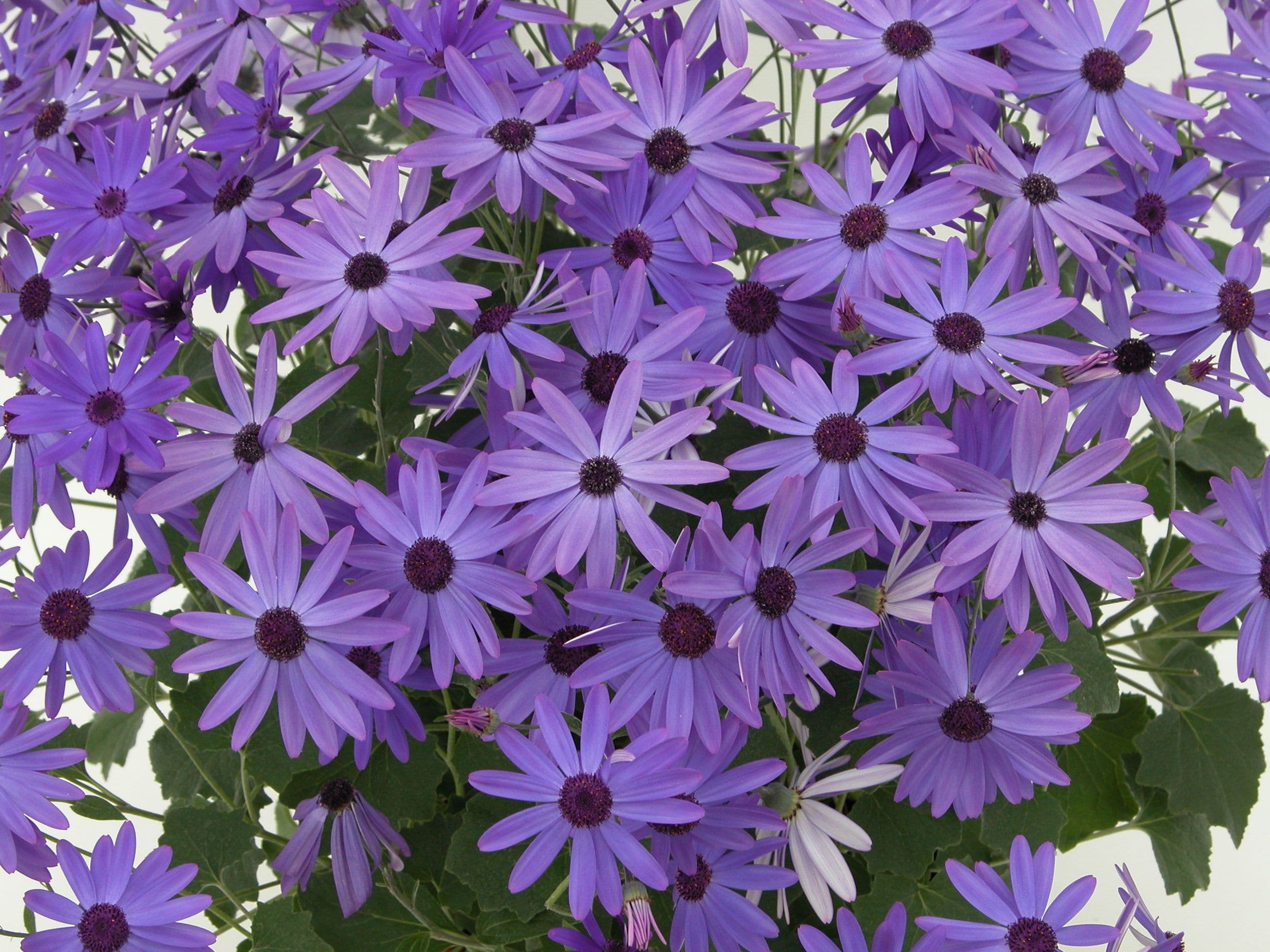 Senetti Blue