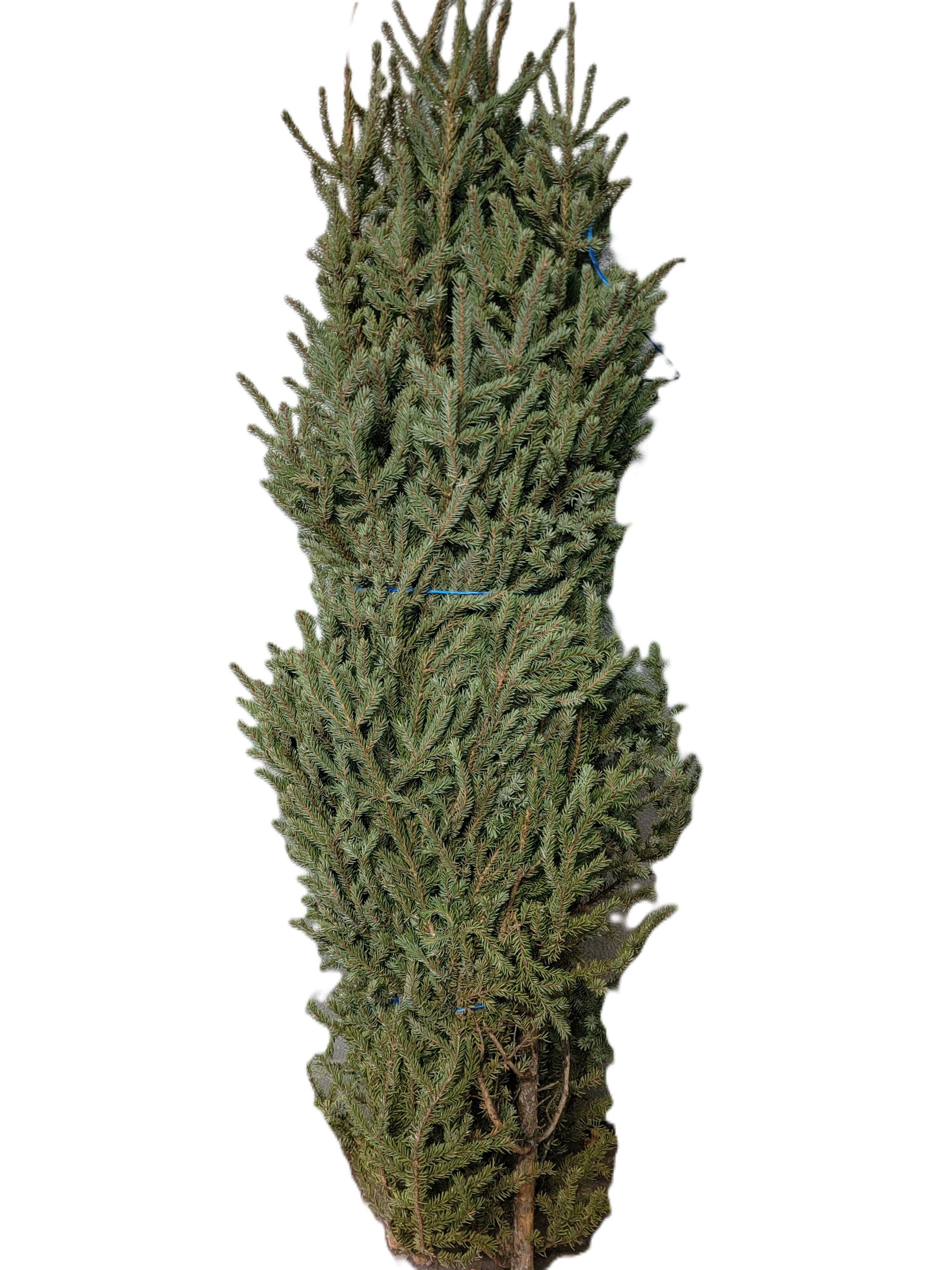 Spruce Tops Large 30"-36"