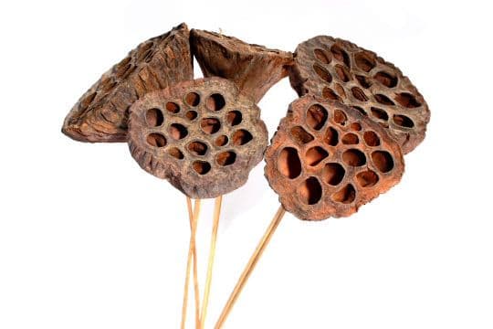 Lotus Pod Natural