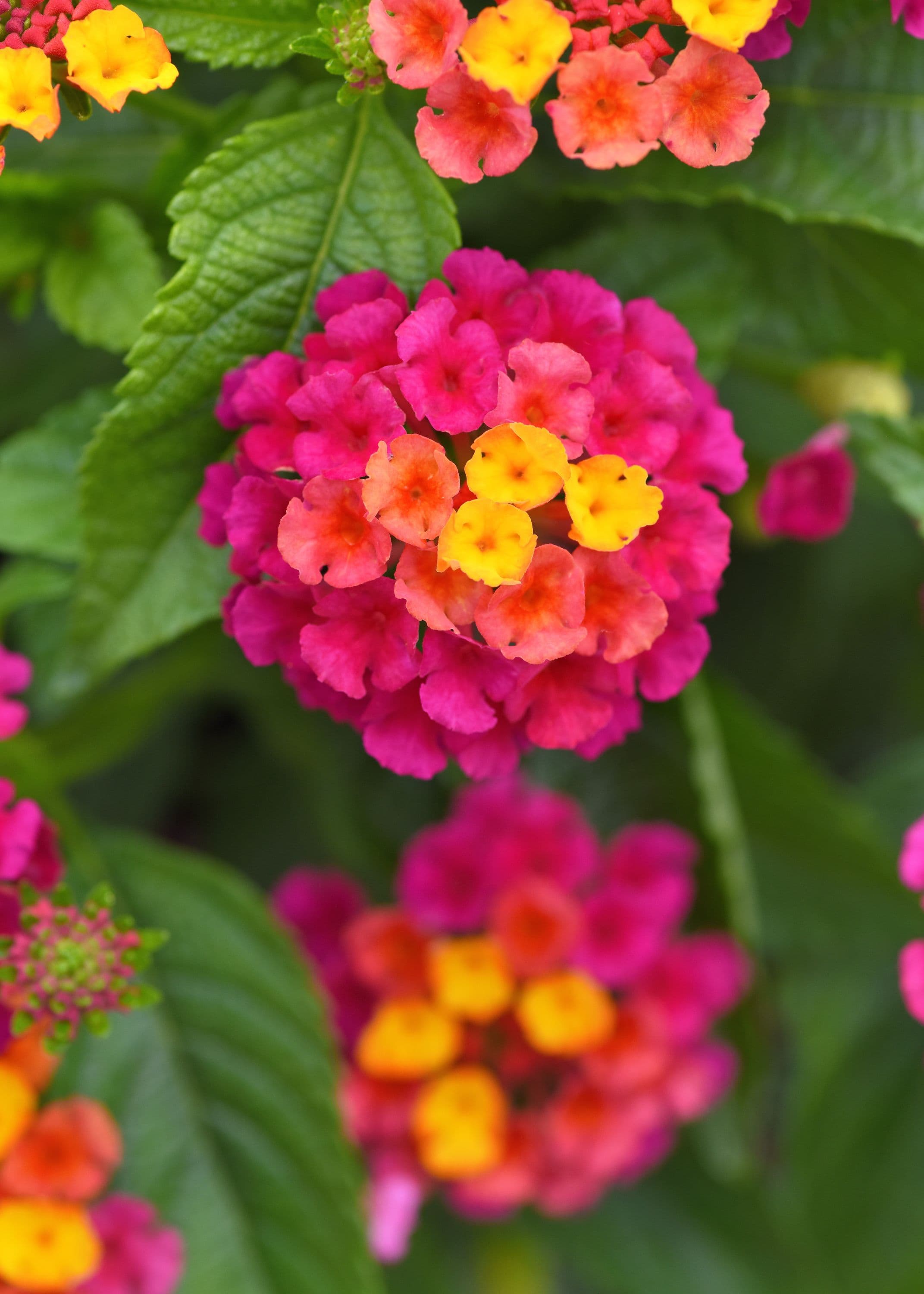 Lantana Shamrock Cherry Sunrise