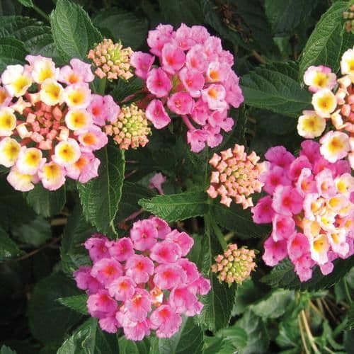 Lantana Bandana Pink