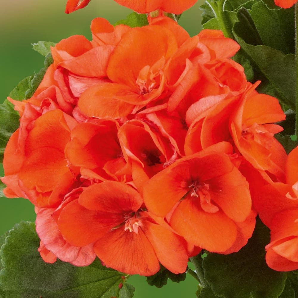 Geranium Dynamo Orange