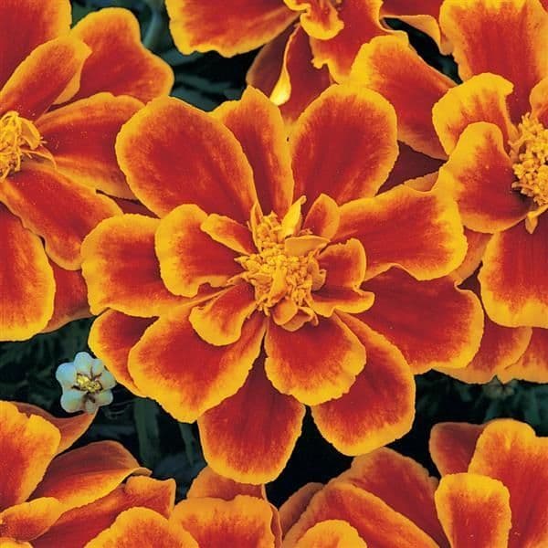 Marigold Durango Flame