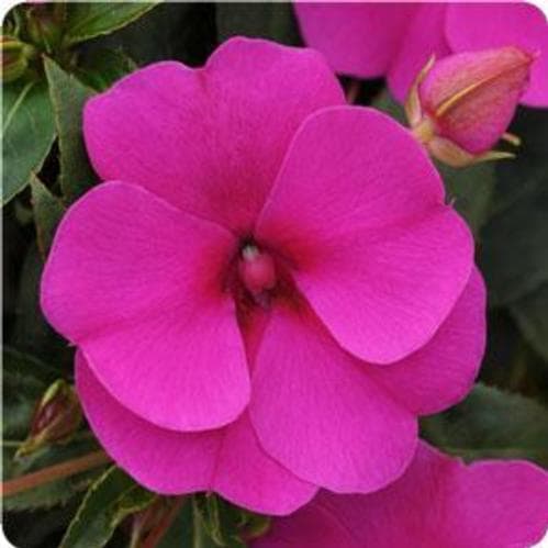 Impatiens Bounce Violet