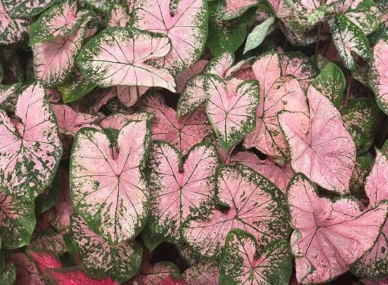 Caladium Pink Splash