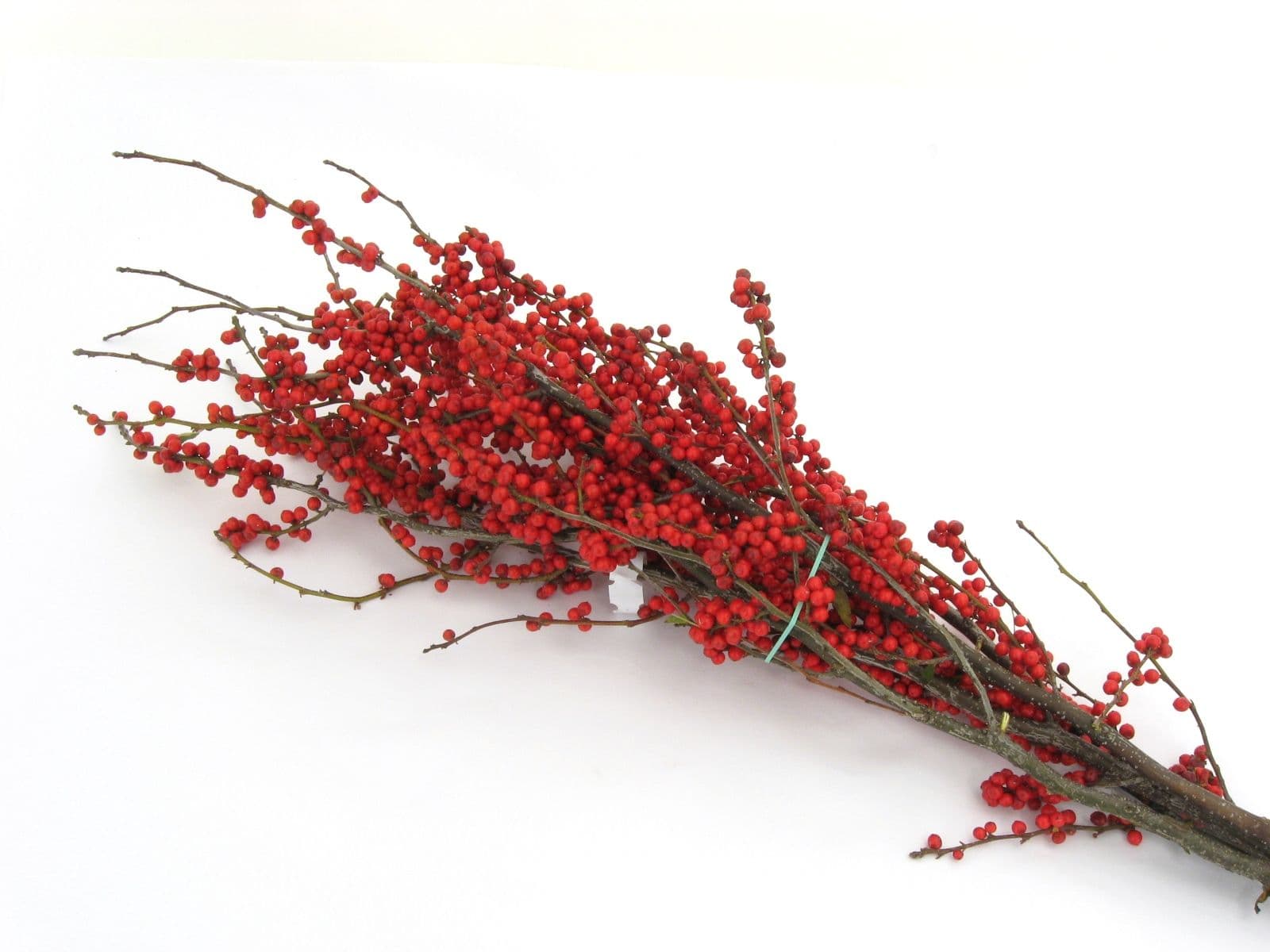 Winterberry Bunch 25-30" w/ No Foliage