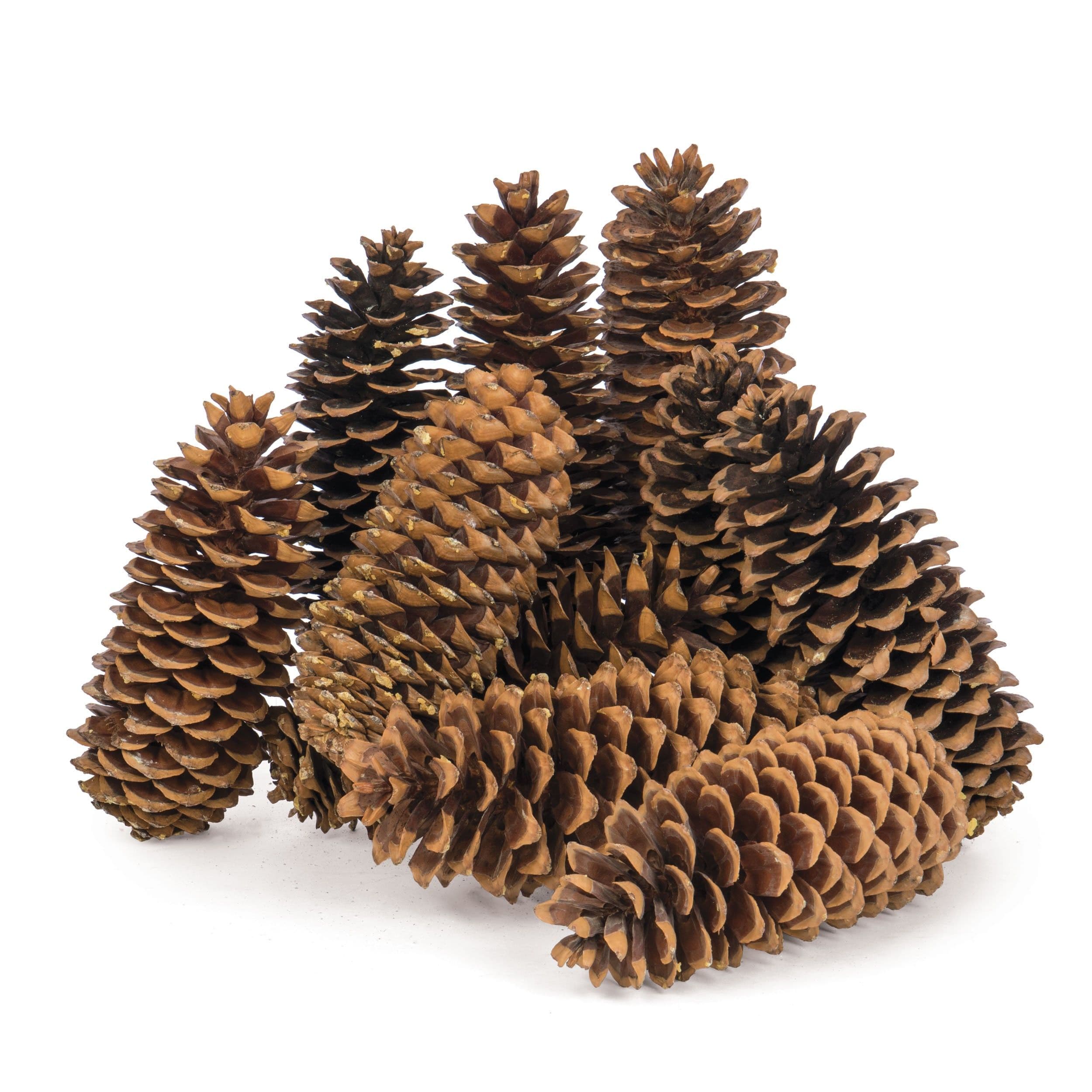 Pine Cone Sugar Loose