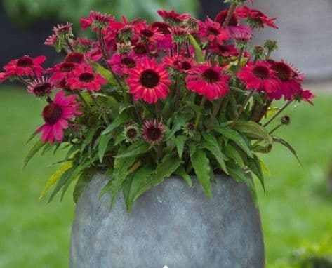Echinacea SunMagic Vintage Red