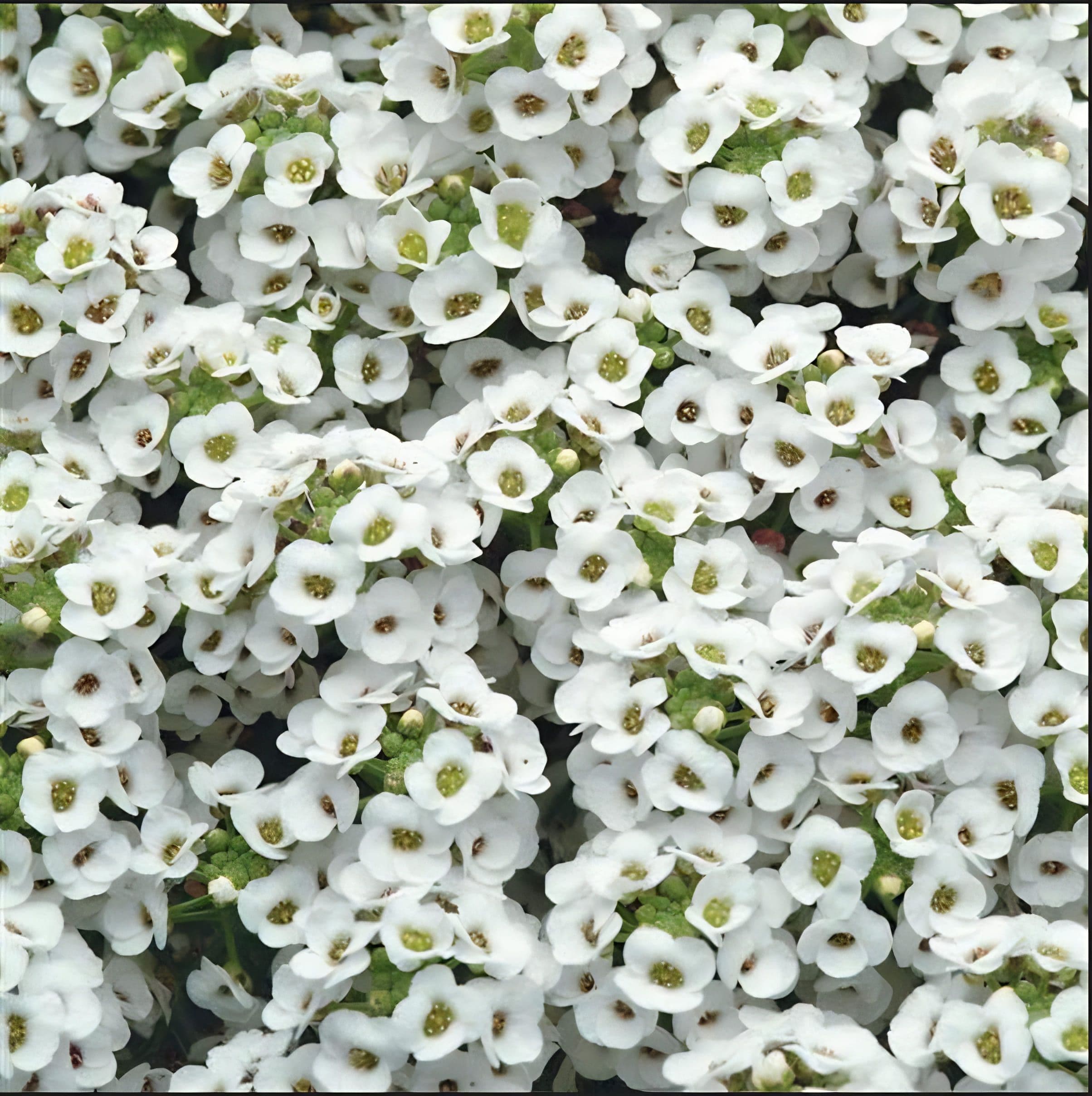 Alyssum Clear Crystal White