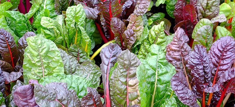 Swiss Chard Bright Lights