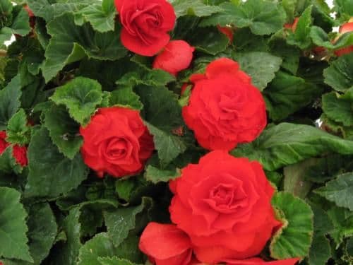 Begonia Non Stop Deep Red