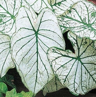 Caladium Candidum Junior
