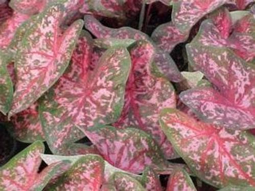 Caladium Carolyn Whorton Pink