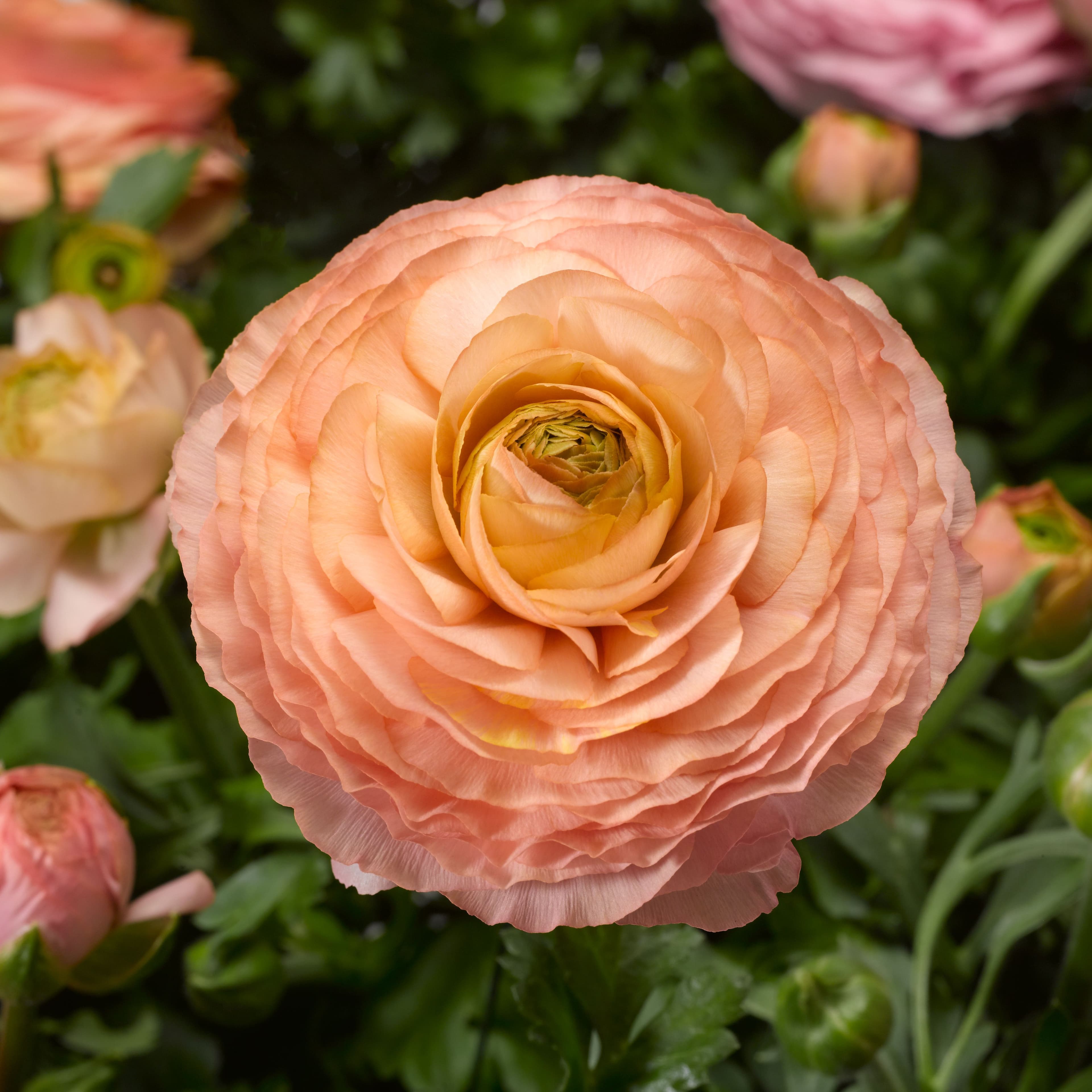 Ranunculus Magic Peach And Pink