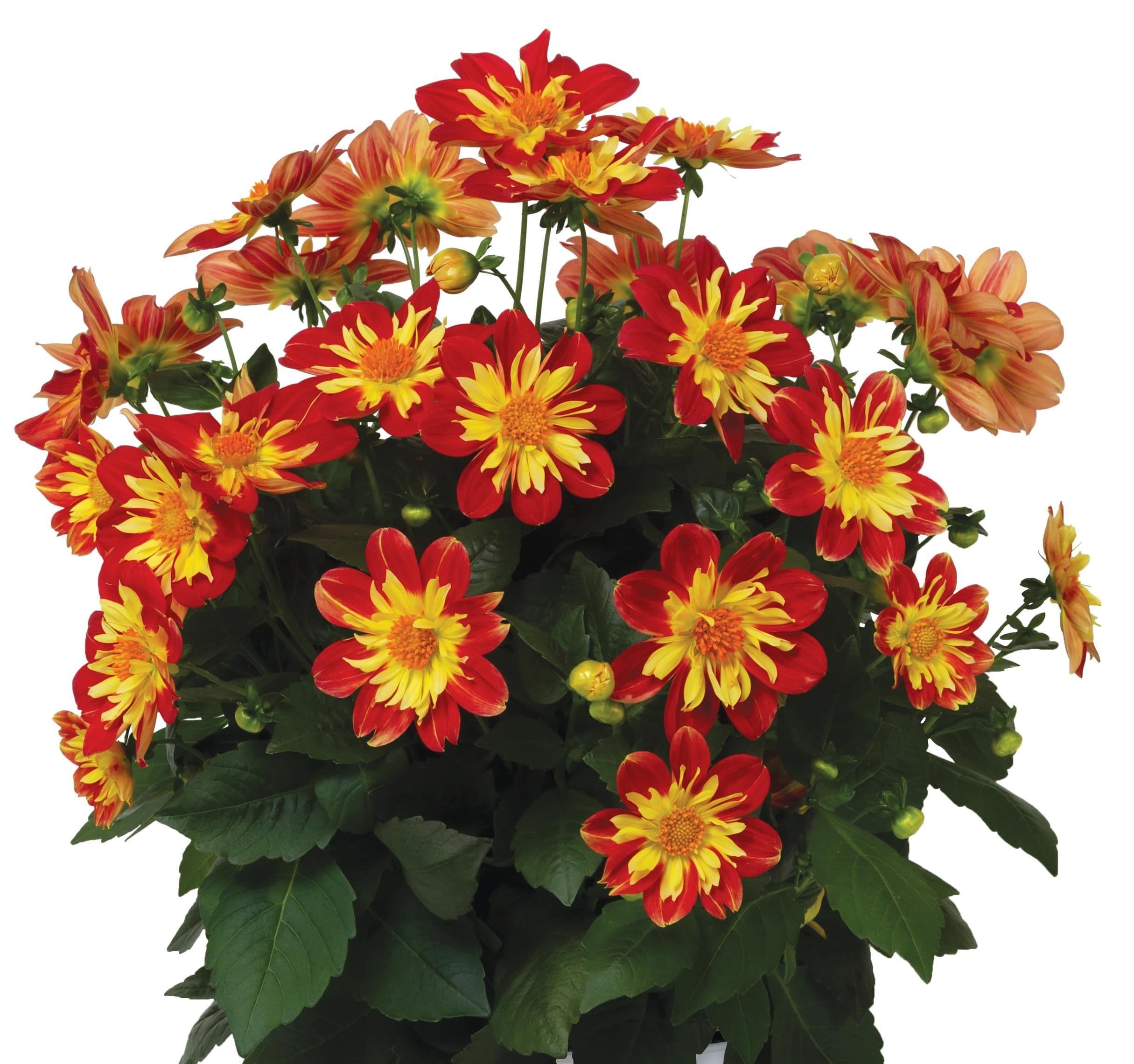 Dahlia Summer Bees Red Star