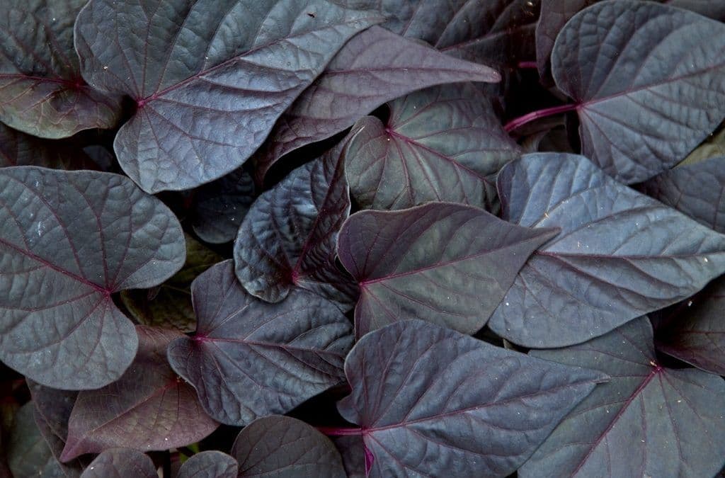 Ipomoea Sweet Georgia Heart Purple