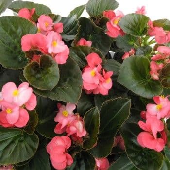 Begonia Big Pink w/ Green Leaf