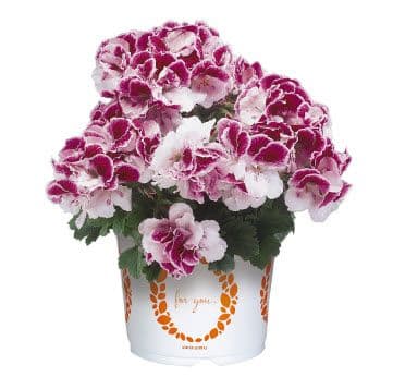 Geranium Regal Elegance Bravo