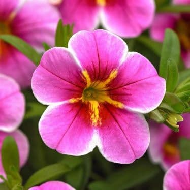 Calibrachoa MF Uno Pink Starfruit