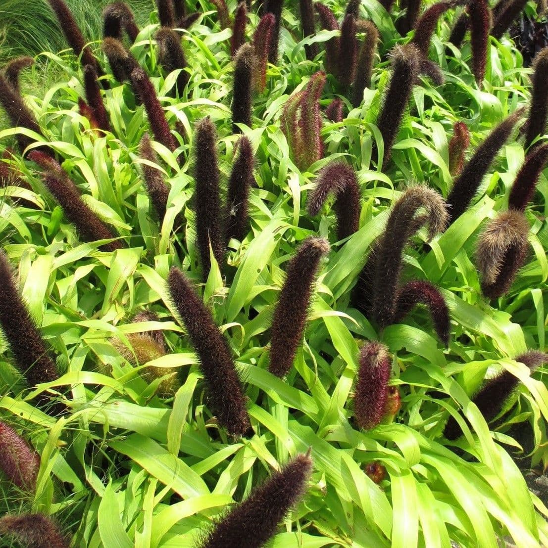 Pennisetum Millet Jade Princess