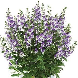 Angelonia Alonia Big Bicolor Purple