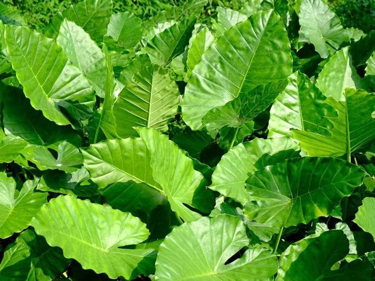 Alocasia California