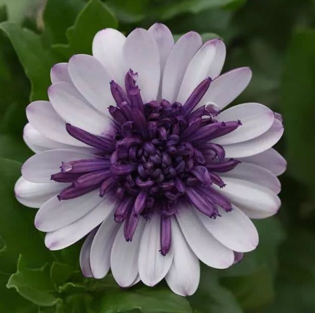 Osteospermum 4D Violet Ice